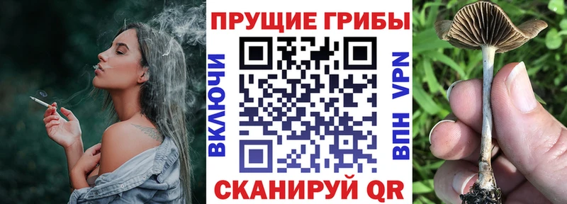 Псилоцибиновые грибы мицелий  Аргун 